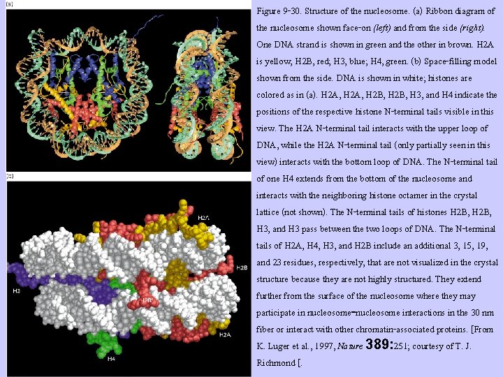Figure 9 -30. Structure of the nucleosome. (a) Ribbon diagram of the nucleosome shown