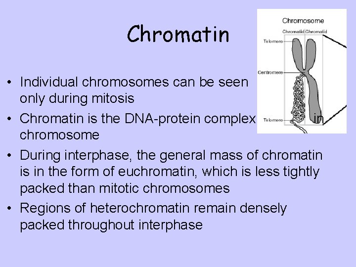 Chromatin • Individual chromosomes can be seen only during mitosis • Chromatin is the