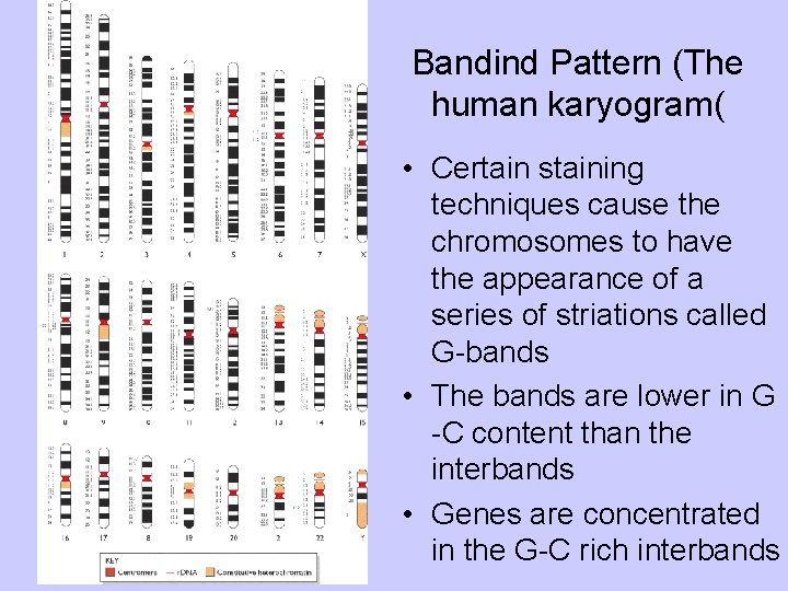 Bandind Pattern (The human karyogram( • Certain staining techniques cause the chromosomes to have