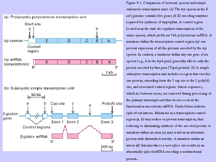 Figure 9 -1. Comparison of bacterial operons and simple eukaryotic transcription units. (a) The