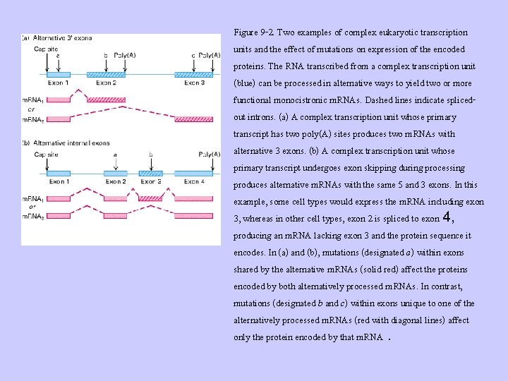 Figure 9 -2. Two examples of complex eukaryotic transcription units and the effect of