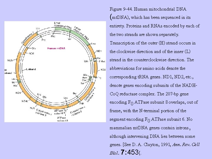 Figure 9 -44. Human mitochondrial DNA (mt. DNA), which has been sequenced in its