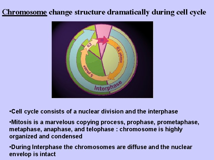 Chromosome change structure dramatically during cell cycle • Cell cycle consists of a nuclear