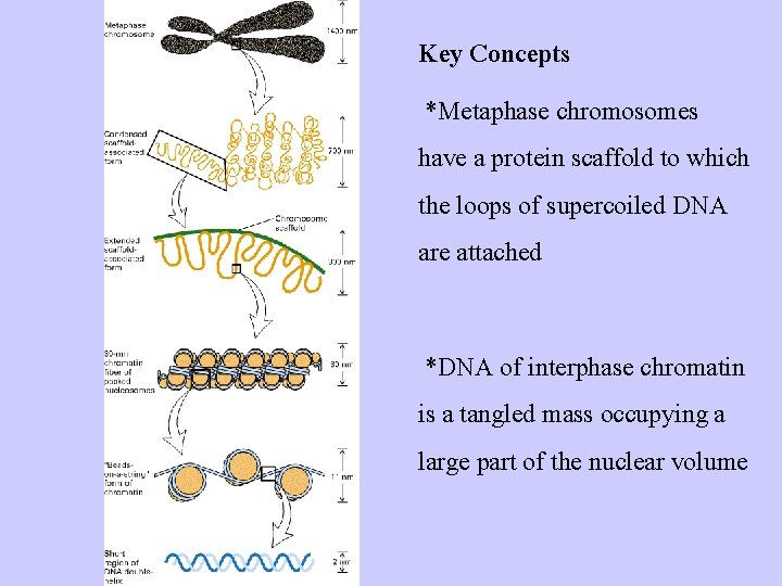 Key Concepts *Metaphase chromosomes have a protein scaffold to which the loops of supercoiled