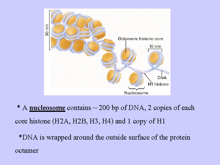* A nucleosome contains ~ 200 bp of DNA, 2 copies of each core