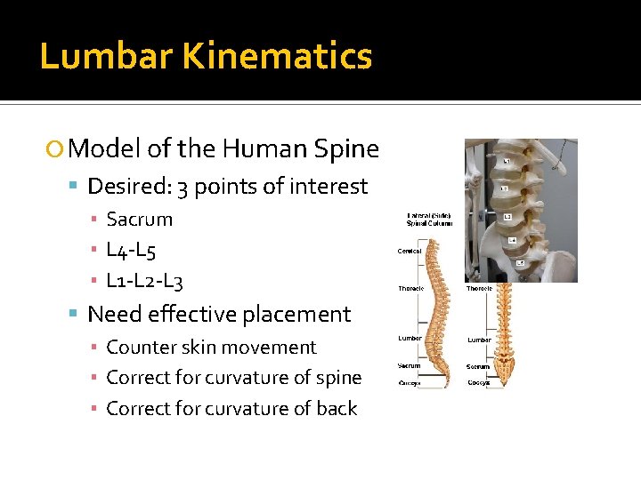 Lumbar Kinematics Model of the Human Spine Desired: 3 points of interest ▪ Sacrum