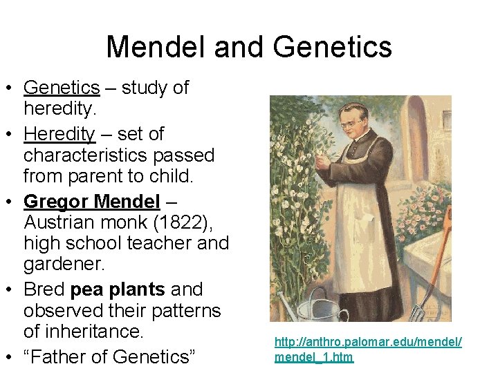 Mendel and Genetics • Genetics – study of heredity. • Heredity – set of