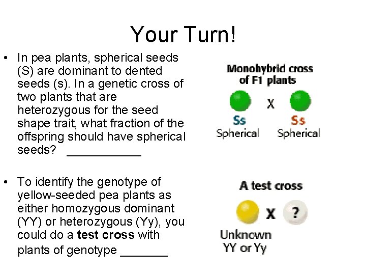 Your Turn! • In pea plants, spherical seeds (S) are dominant to dented seeds