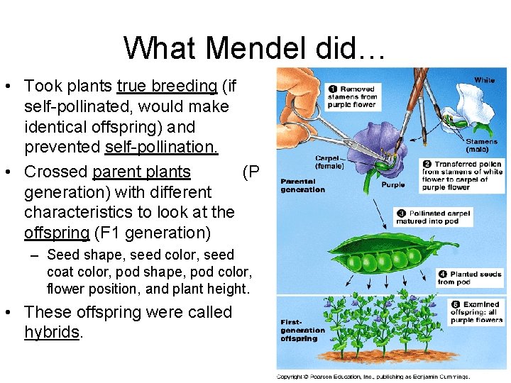 What Mendel did… • Took plants true breeding (if self-pollinated, would make identical offspring) What Mendel did… • Took plants true breeding (if self-pollinated, would make identical offspring)