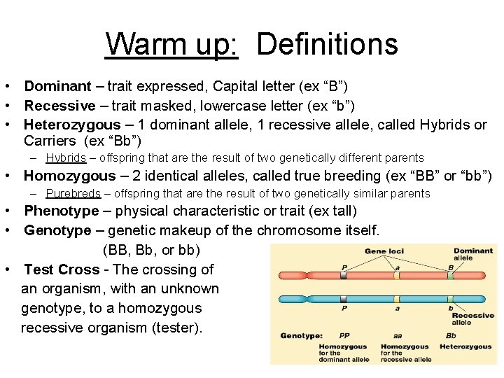 Warm up: Definitions • Dominant – trait expressed, Capital letter (ex “B”) • Recessive