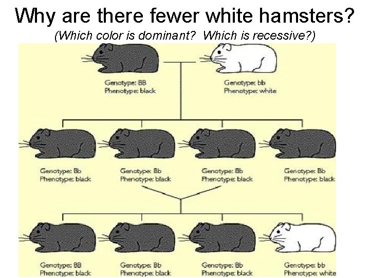 Why are there fewer white hamsters? (Which color is dominant? Which is recessive? )