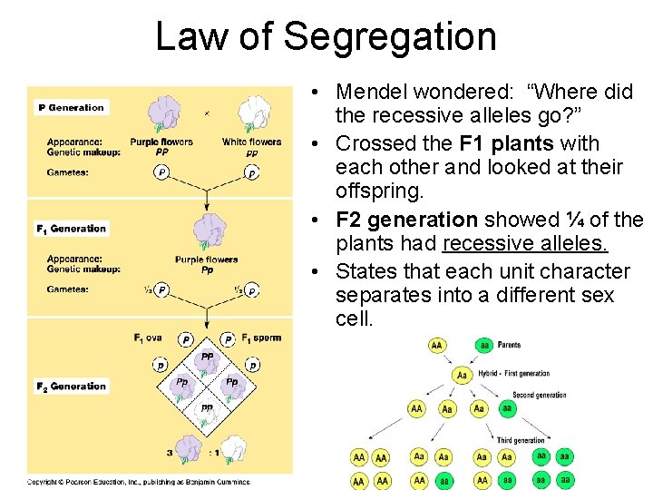 Law of Segregation • Mendel wondered: “Where did the recessive alleles go? ” •