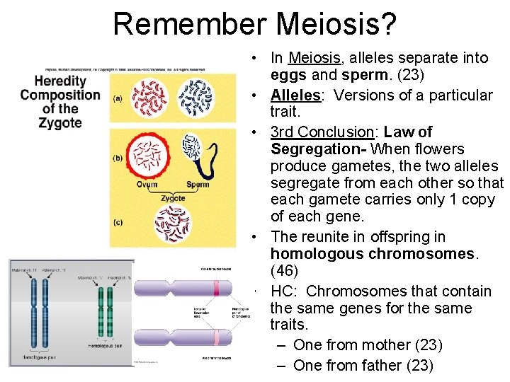 Remember Meiosis? • In Meiosis, alleles separate into eggs and sperm. (23) • Alleles: