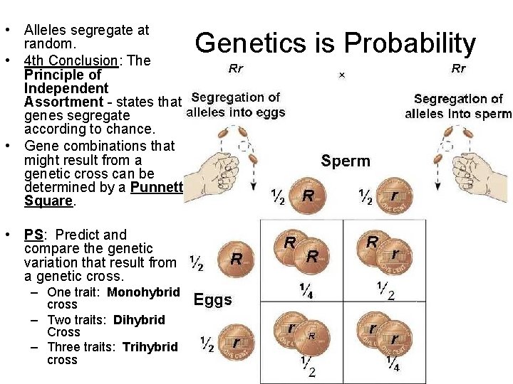 • Alleles segregate at random. • 4 th Conclusion: The Principle of Independent • Alleles segregate at random. • 4 th Conclusion: The Principle of Independent