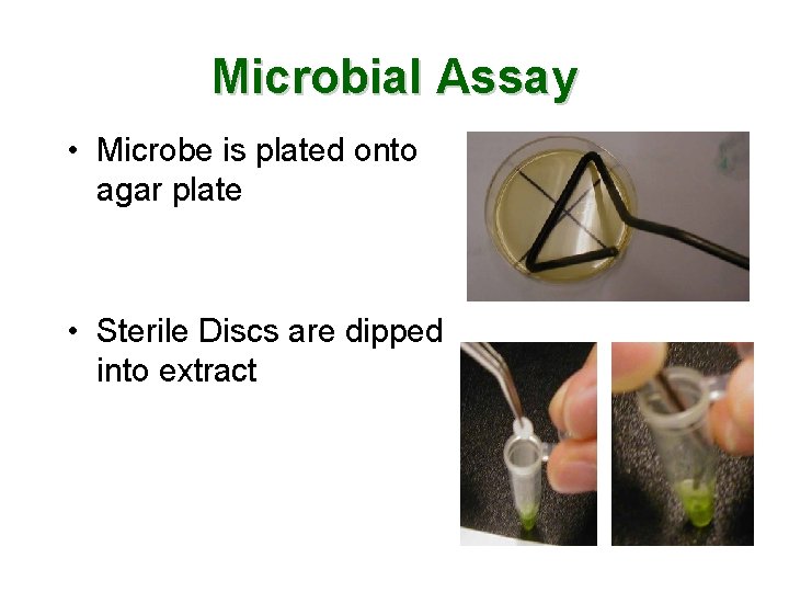 Microbial Assay • Microbe is plated onto agar plate • Sterile Discs are dipped