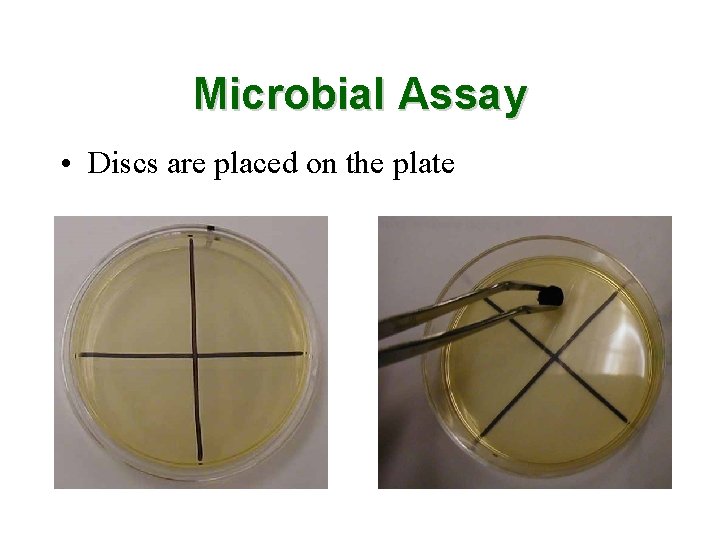 Microbial Assay • Discs are placed on the plate 