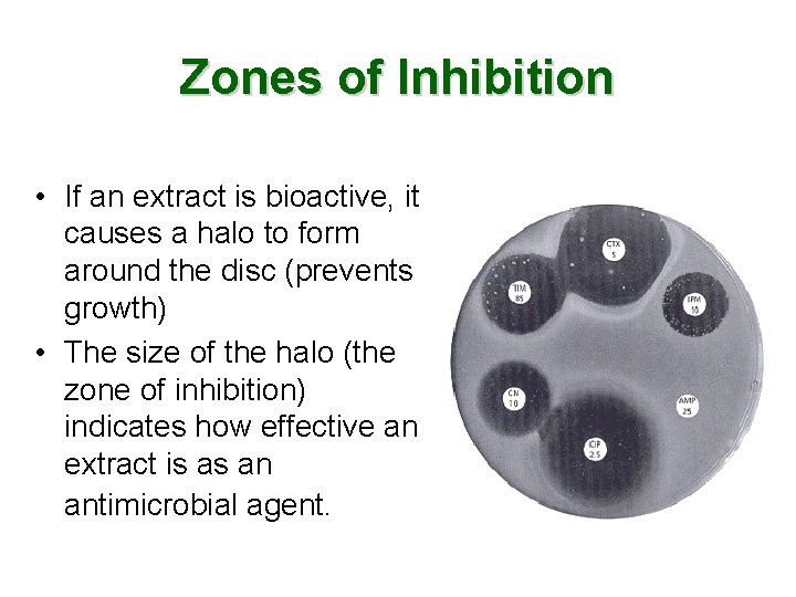 Zones of Inhibition • If an extract is bioactive, it causes a halo to