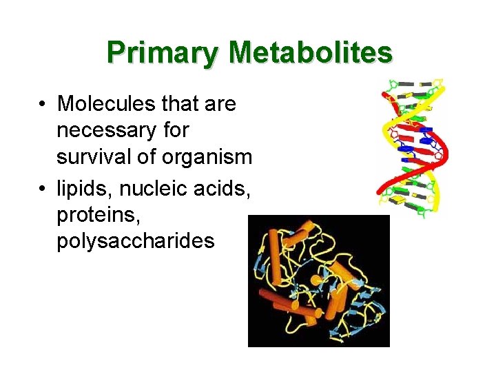 Primary Metabolites • Molecules that are necessary for survival of organism • lipids, nucleic