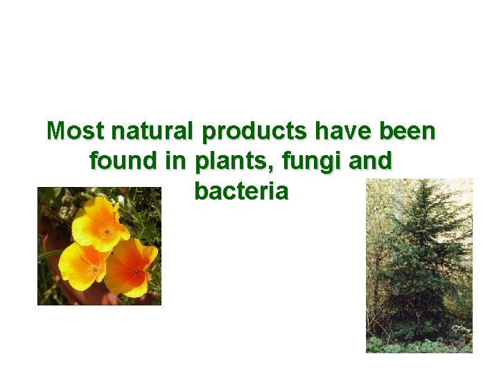 Most natural products have been found in plants, fungi and bacteria 