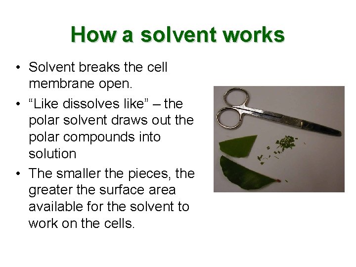 How a solvent works • Solvent breaks the cell membrane open. • “Like dissolves