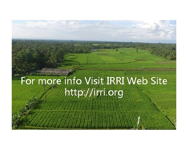 For more info Visit IRRI Web Site http: //irri. org 