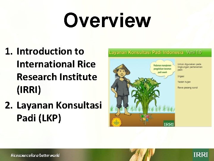 Overview 1. Introduction to International Rice Research Institute (IRRI) 2. Layanan Konsultasi Padi (LKP)