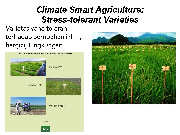 Climate Smart Agriculture: Stress-tolerant Varieties Varietas yang toleran terhadap perubahan iklim, bergizi, Lingkungan 