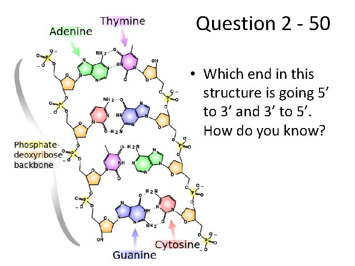 Question 2 - 50 • Which end in this structure is going 5’ to Question 2 - 50 • Which end in this structure is going 5’ to