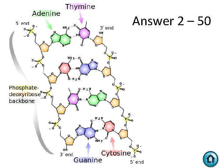 Answer 2 – 50 Answer 2 – 50