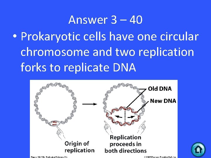 Answer 3 – 40 • Prokaryotic cells have one circular chromosome and two replication Answer 3 – 40 • Prokaryotic cells have one circular chromosome and two replication