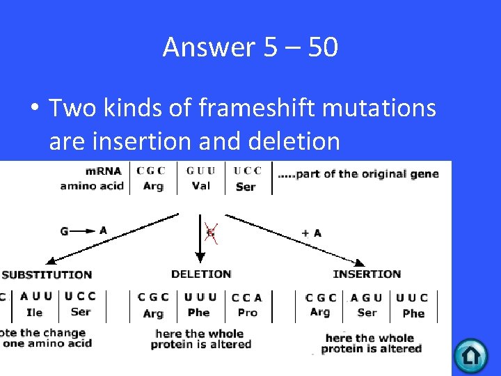 Answer 5 – 50 • Two kinds of frameshift mutations are insertion and deletion Answer 5 – 50 • Two kinds of frameshift mutations are insertion and deletion