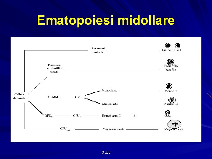 Ematopoiesi midollare GL 05 