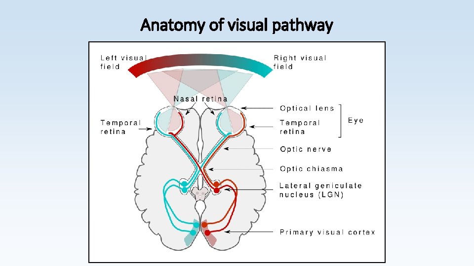 Anatomy of visual pathway Anatomie zrakové dráhy 