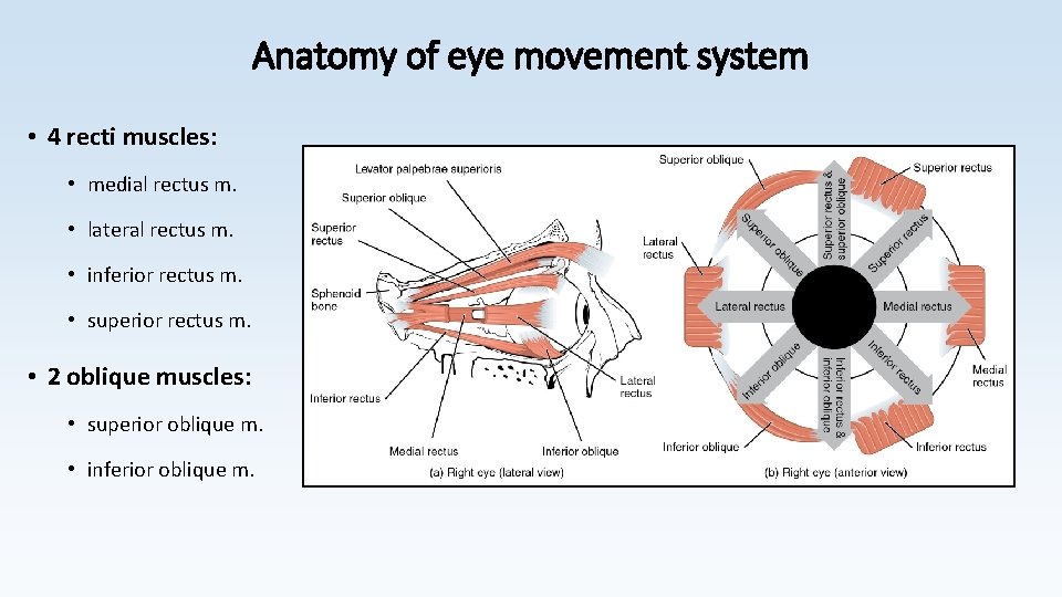 Anatomy of eye movement system • 4 recti muscles: • medial rectus m. •