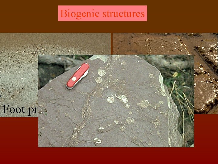 Biogenic structures Foot prints Snake Trails 