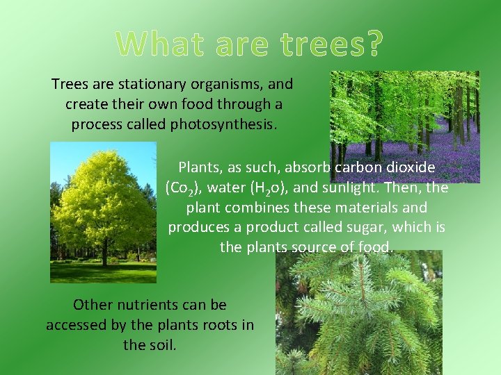 What are trees? Trees are stationary organisms, and create their own food through a