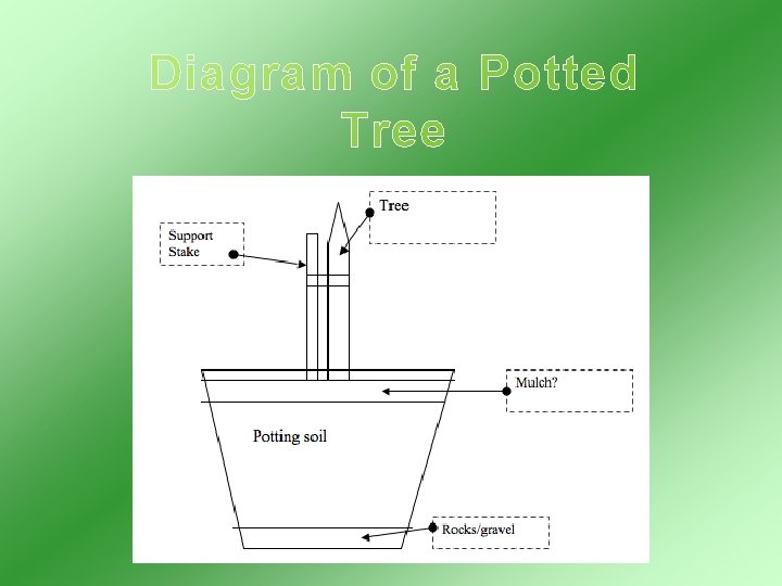 Diagram of a Potted Tree 