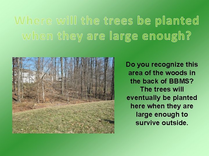 Where will the trees be planted when they are large enough? Do you recognize