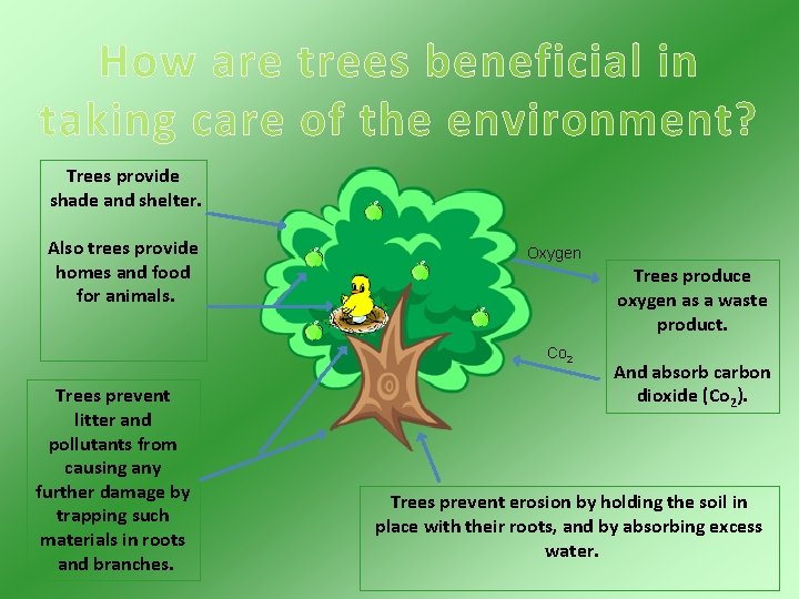 How are trees beneficial in taking care of the environment? Trees provide shade and