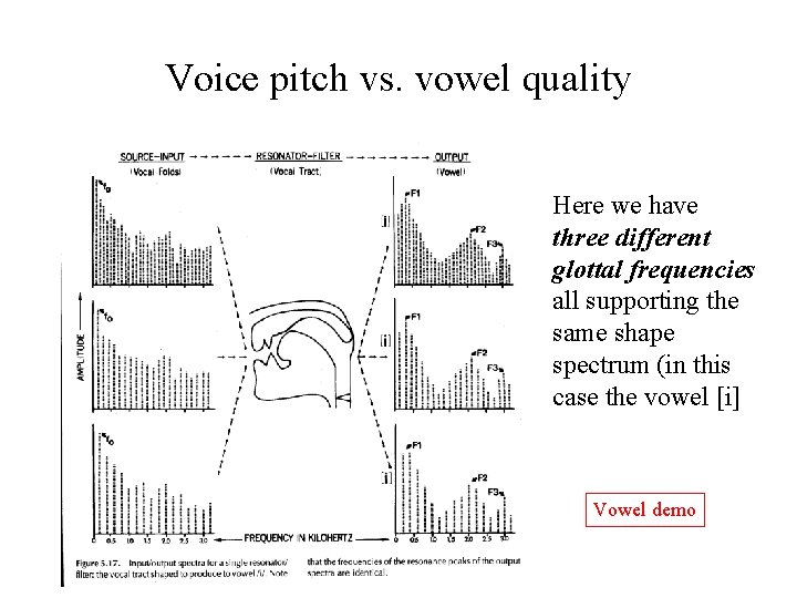 Voice pitch vs. vowel quality Here we have three different glottal frequencies all supporting