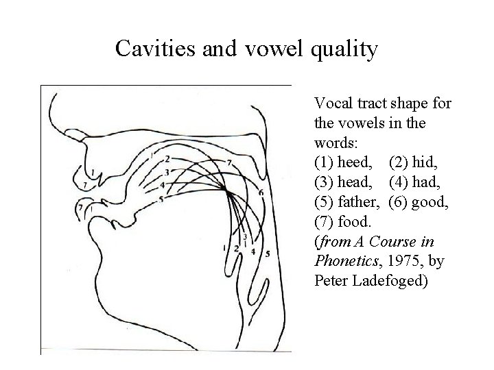 Cavities and vowel quality Vocal tract shape for the vowels in the words: (1)