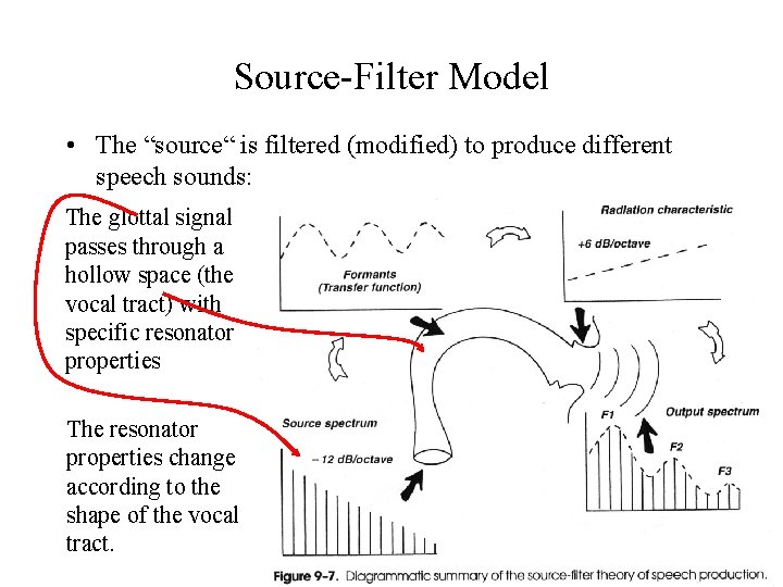 Source-Filter Model • The “source“ is filtered (modified) to produce different speech sounds: The