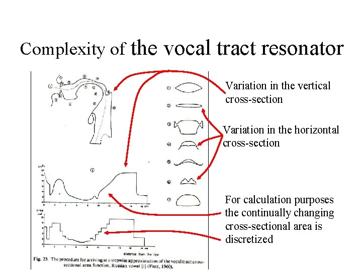 Complexity of the vocal tract resonator Variation in the vertical cross-section Variation in the