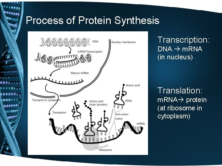 Process of Protein Synthesis Transcription: DNA m. RNA (in nucleus) Translation: m. RNA protein