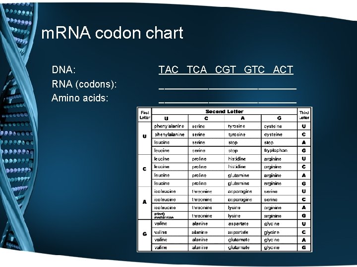 m. RNA codon chart DNA: RNA (codons): Amino acids: TAC TCA CGT GTC ACT