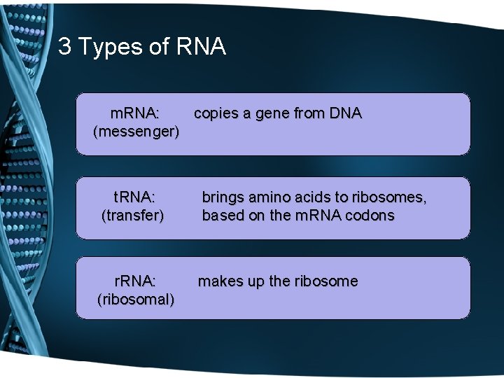 3 Types of RNA m. RNA: copies a gene from DNA (messenger) t. RNA: