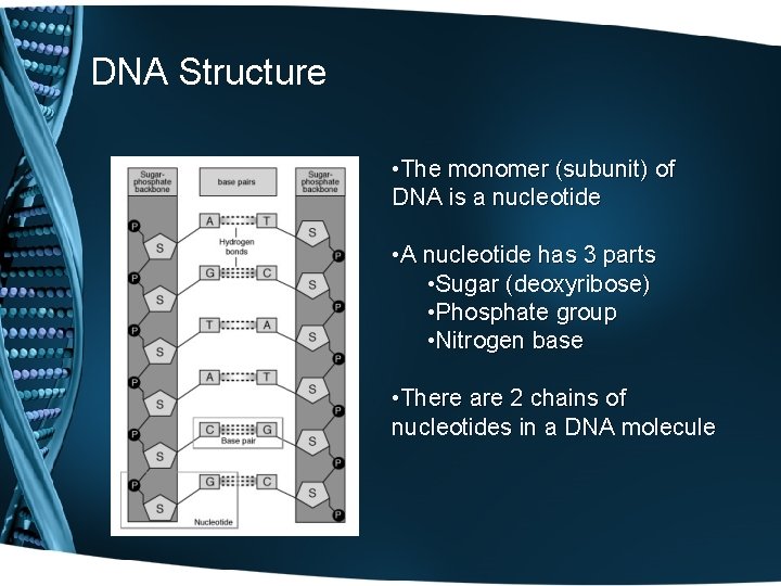 DNA Structure • The monomer (subunit) of DNA is a nucleotide • A nucleotide
