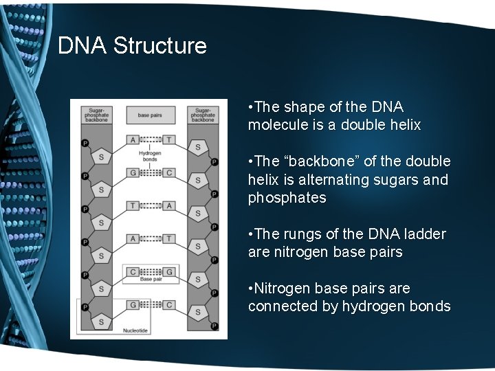 DNA Structure • The shape of the DNA molecule is a double helix •