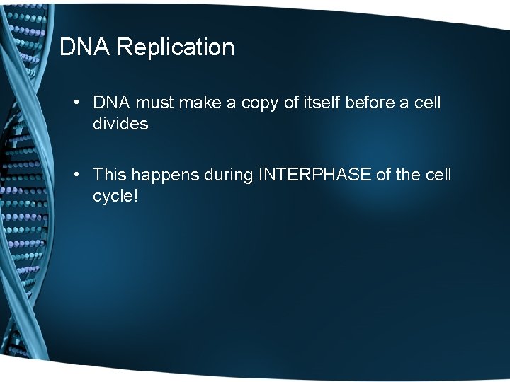 DNA Replication • DNA must make a copy of itself before a cell divides