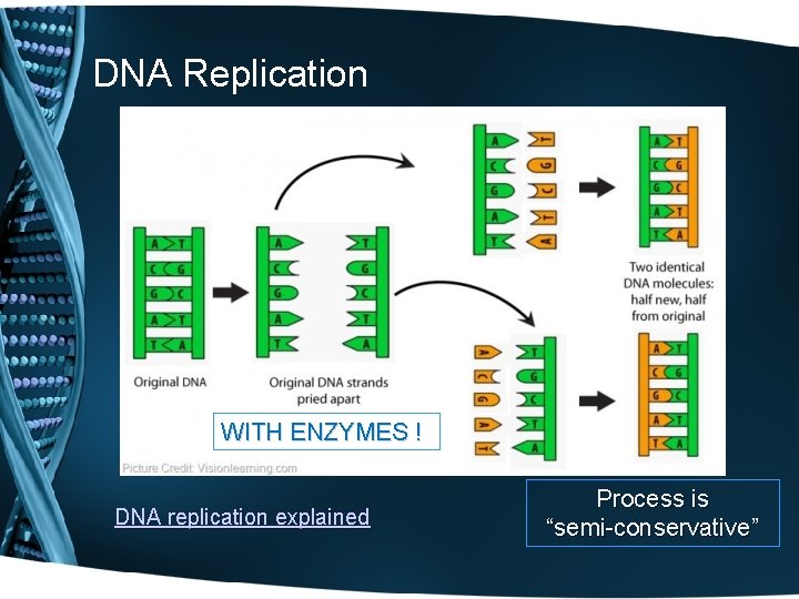 DNA Replication WITH ENZYMES ! DNA replication explained Process is “semi-conservative” 